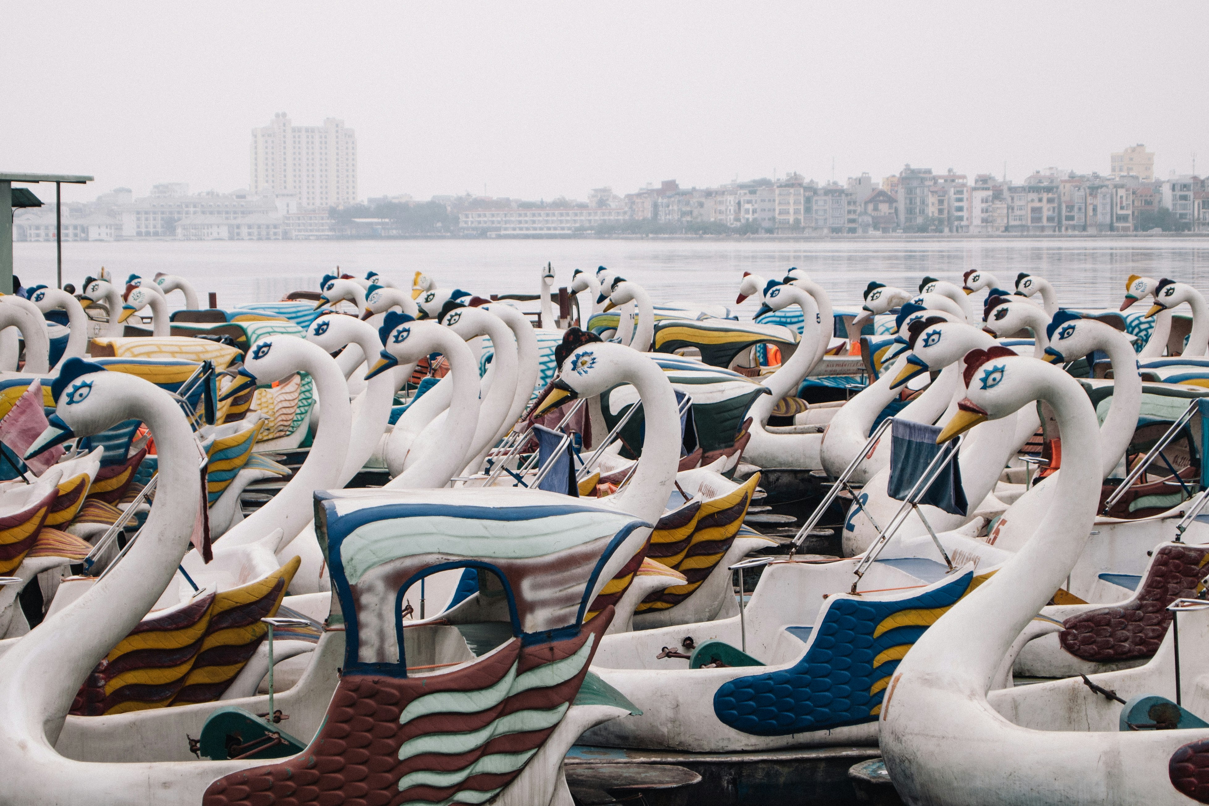 swan boats